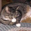 funny animal pictures 02